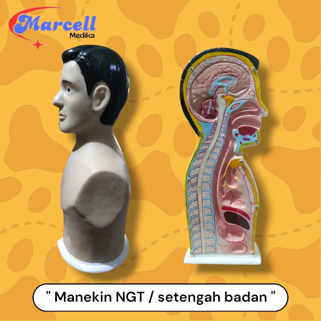 PHANTOM MANEKIN NGT / MANIKIN PERAGA NGT SETENGAH BADAN