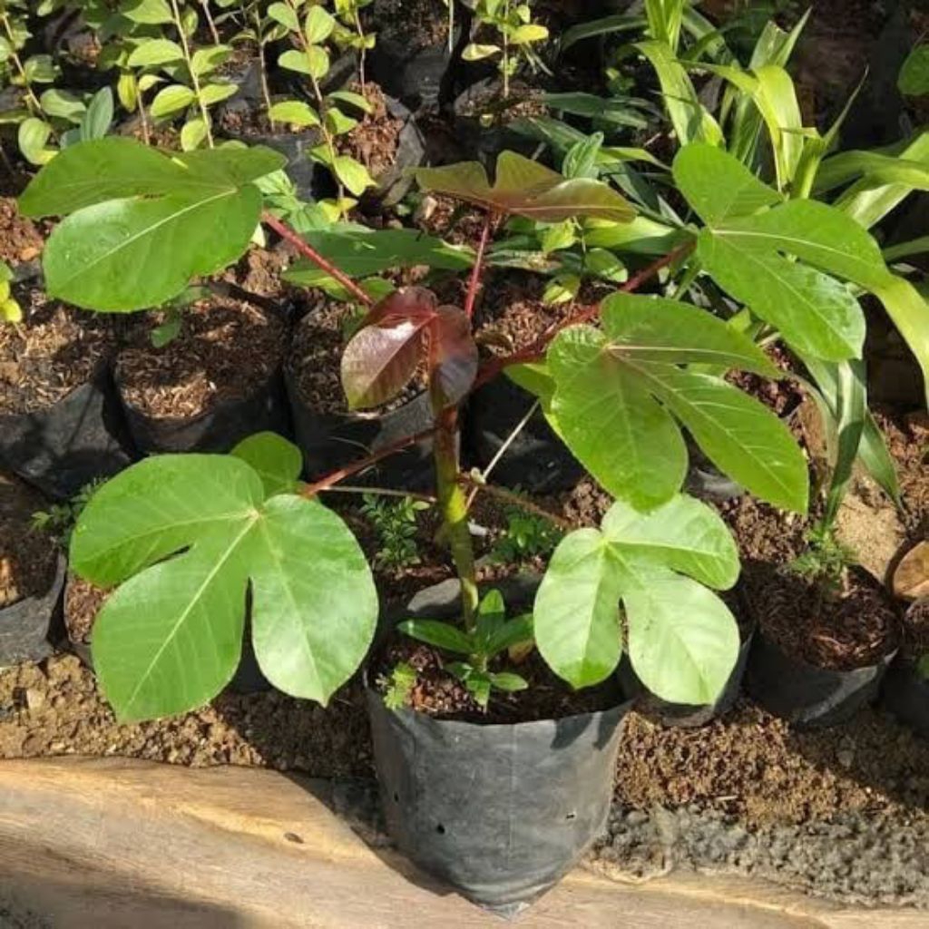 bibit jarak merah, tanaman jarak wulung, bibit tanaman jarak merah.tanaman herbal jarak.