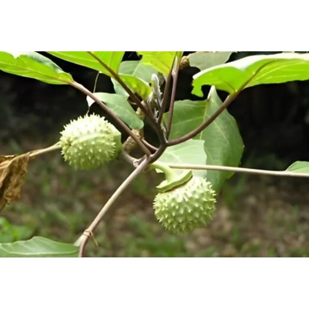 paket 3 buah kecubung, buah kecubung wulung, buah tanaman kecubung.