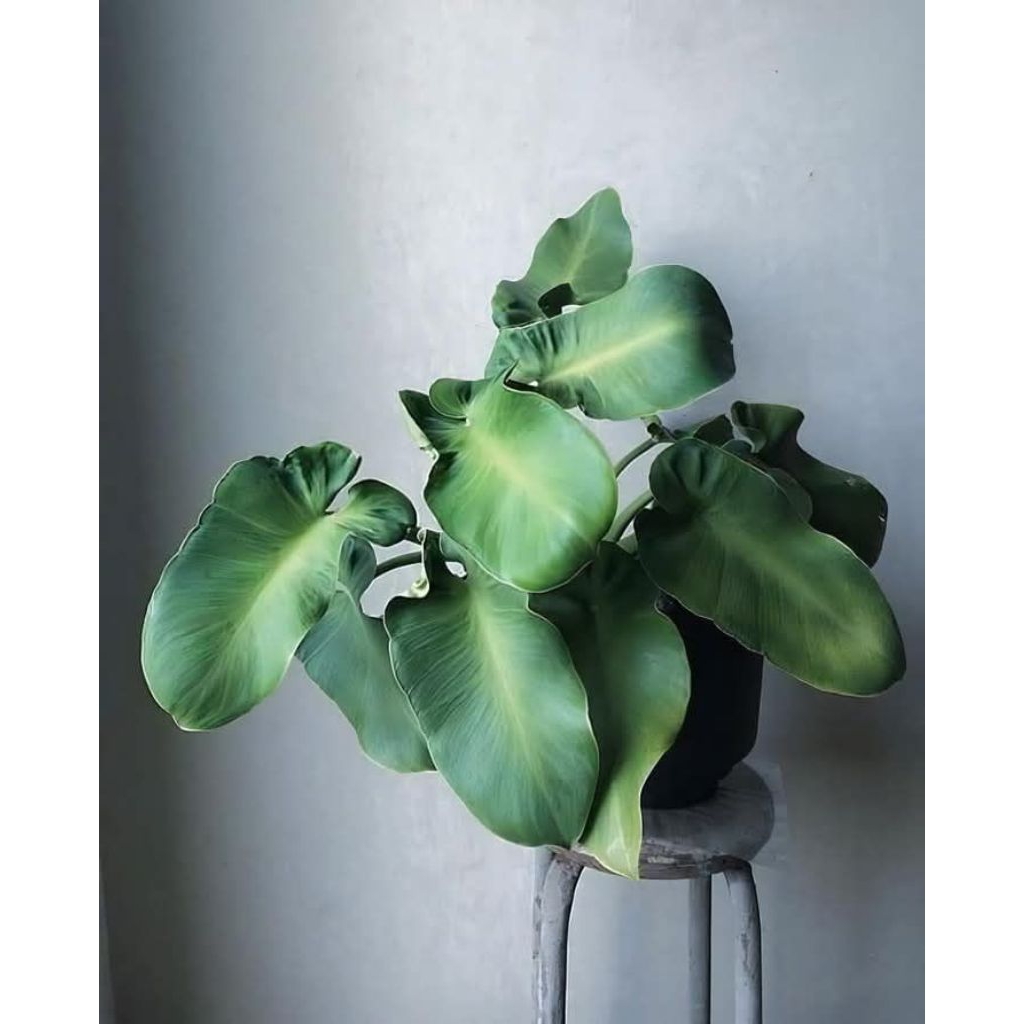 Tanaman Hias Rugosum abberant from