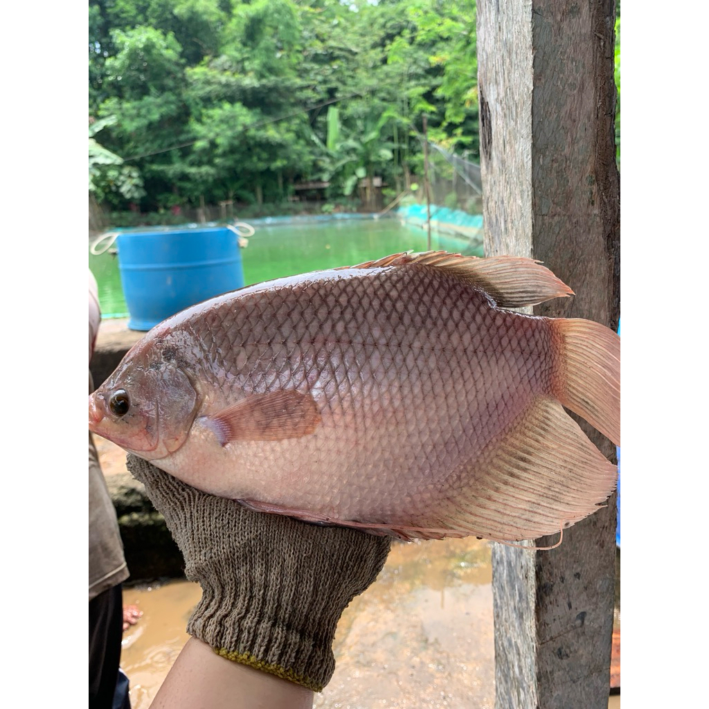 IKAN GURAME gurame srono gurame banyuwangi ikan gurame fillet gurame belah gurame utuh gurame bersih