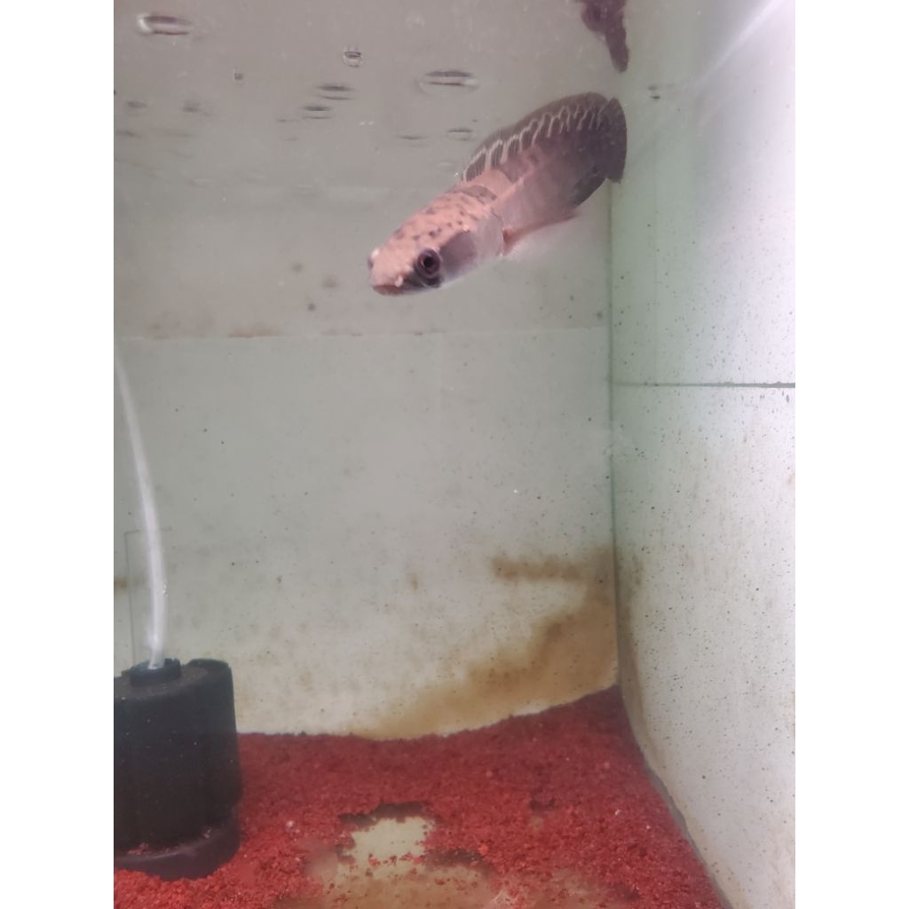 Chana Red Maru size 10-15 cm *predator