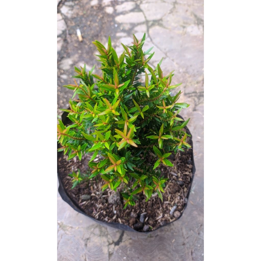 tanaman hias unik pucuk merah dwarf micro original