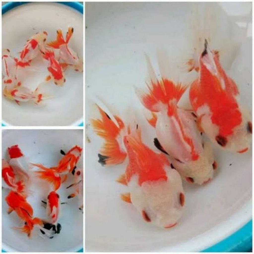 koki mas oranda merah putih hiasan aquarium