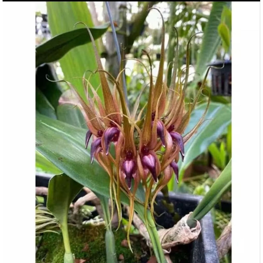 anggrek bulbophyllum pahudii