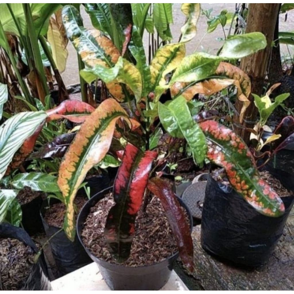 Pohon Puring Cakwe Tanaman Hias Puring Cakwe