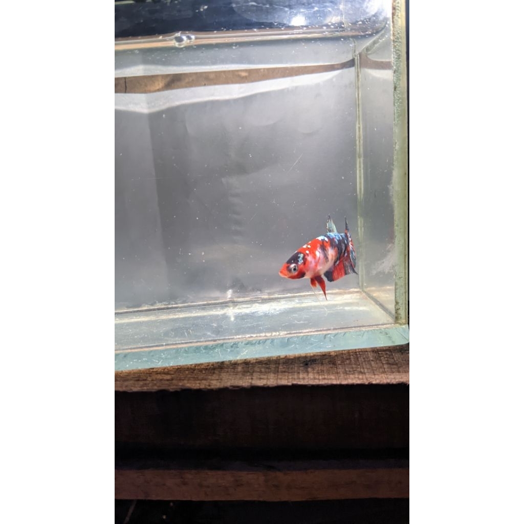 IkanCupang|RedKoiCooper|Female|WarnaCakep|FormTop|SiapKirim|