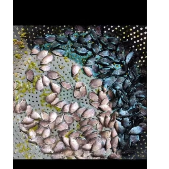 bibit ikan gurame soang konsumsi size jempol