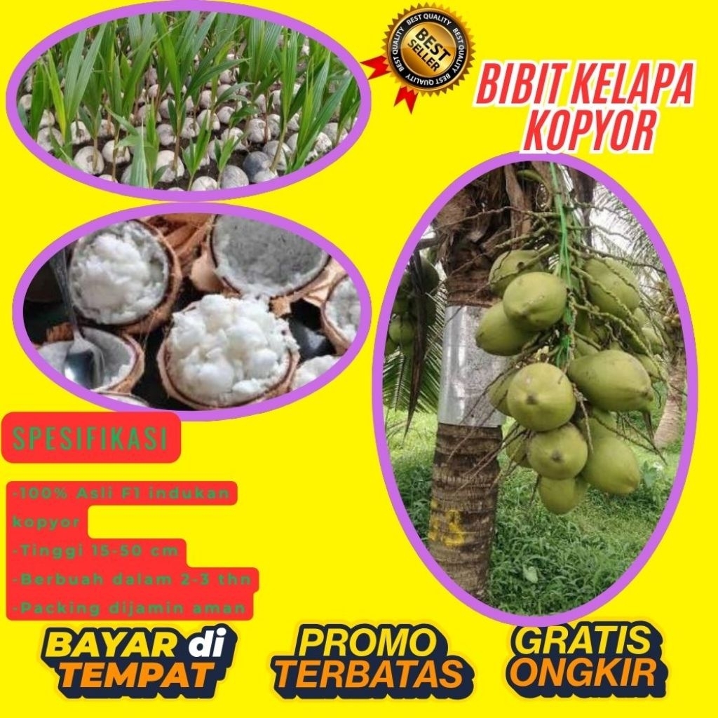 KUALITAS TERBAIK  Bibit Kelapa Kopyor Kultur Jaringan
