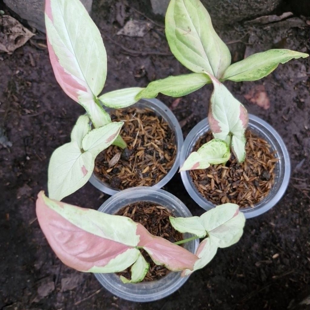 Syngonium Pink Salmon
