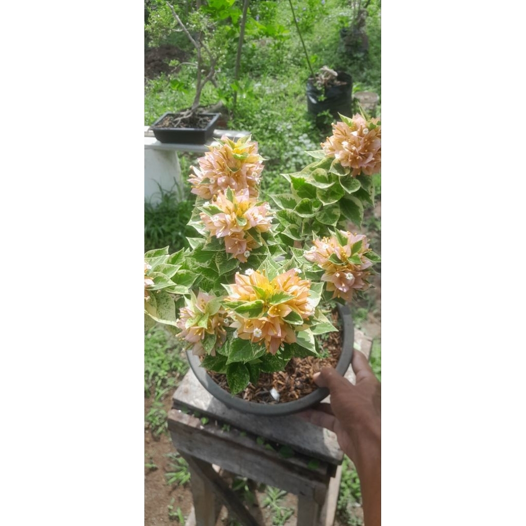 Bougenville Sgp Ori Varigata Kuning