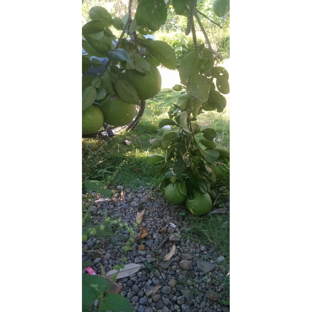 CANGKOK JERUK PAMELO MADU/JERUK BALI