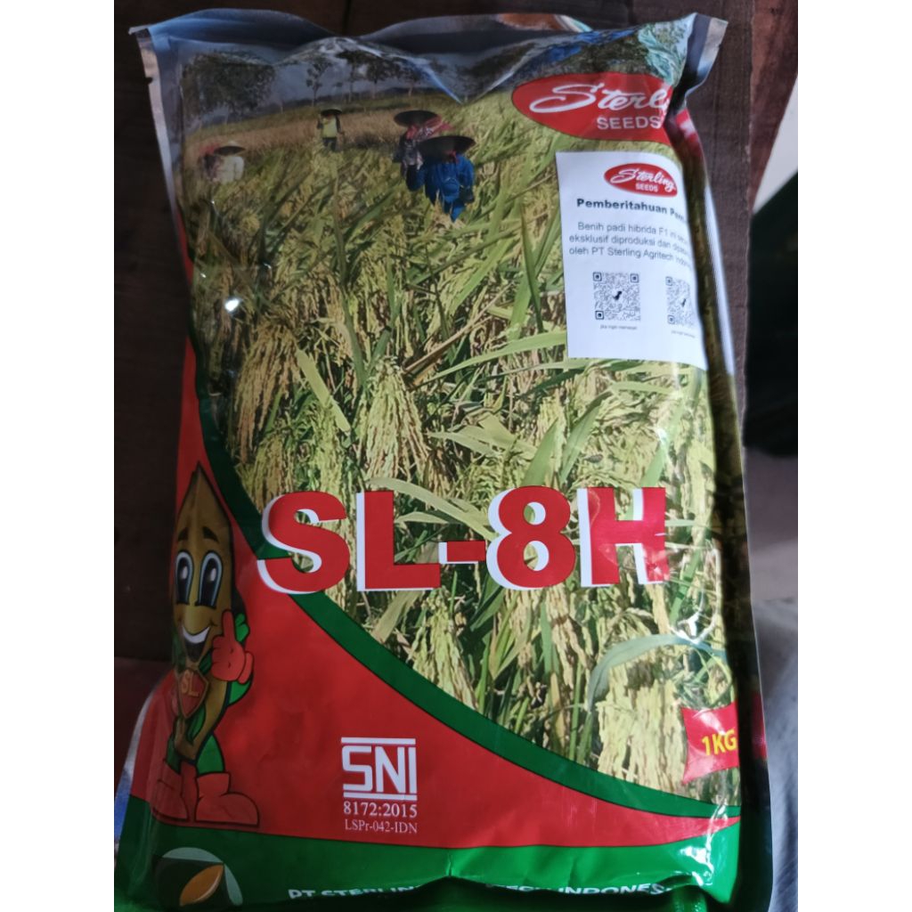 bibit Padi hibrida Sterling SL 8H & B 88Gold Si Pulen Maknyus
