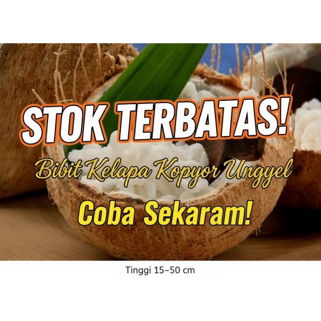 DIJAMIN ASLI  Pohon Kelapa Kopyor Kultur Jaringan, Pohon Kelapa Kopyor Madu