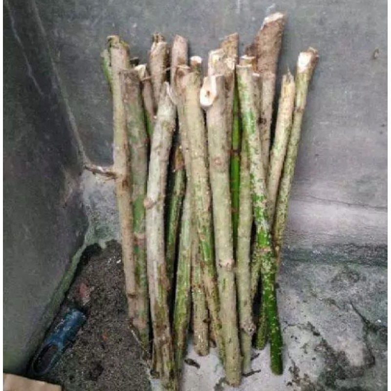 Bibit stek batang Daun Katuk per 10 batang / Bibit daun katuk / Tanaman daun katuk / Pohon katuk