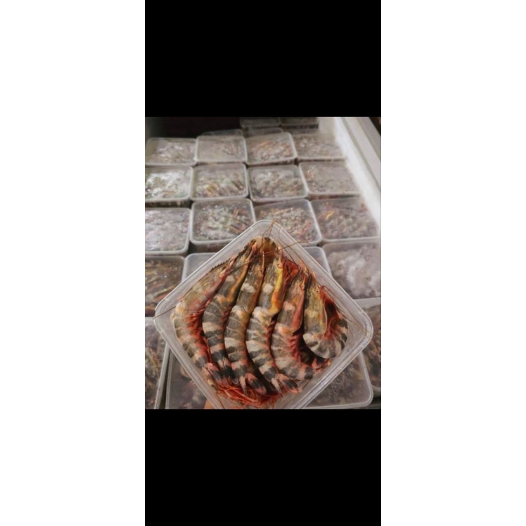 Udang Windu 1KG | frozen | thinwall