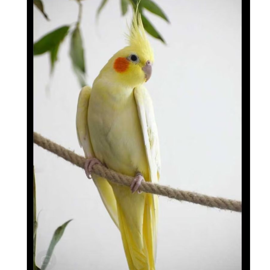 Burung falk lutino satuan