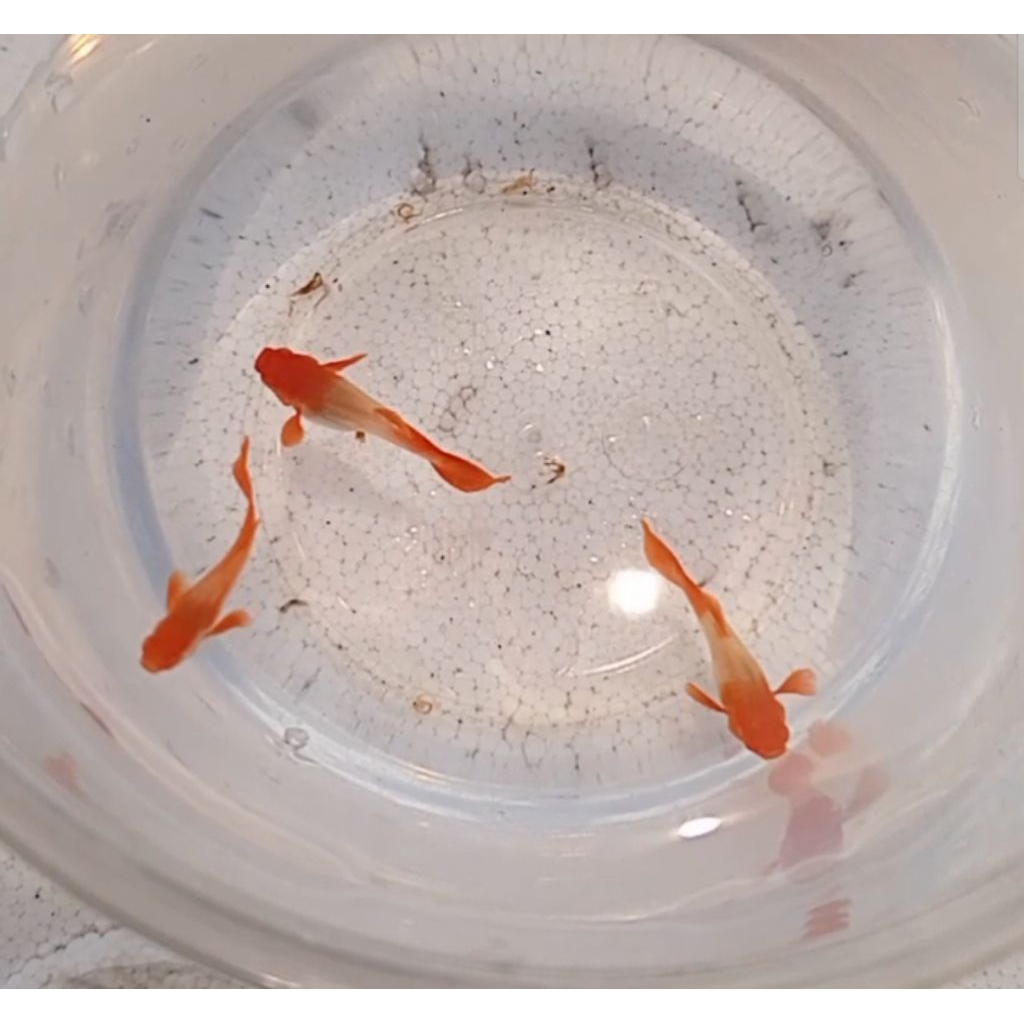 Albino koi red ear