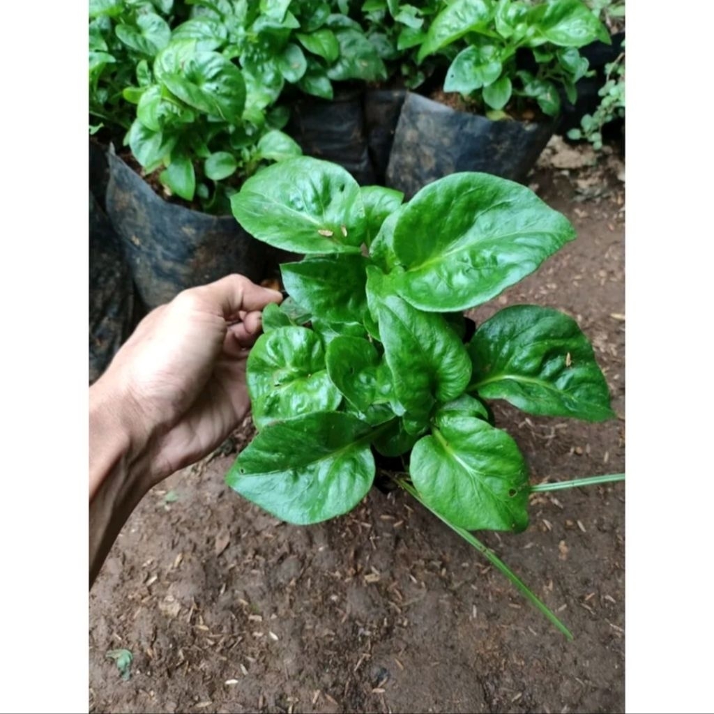 Bibit Bayam Brazil