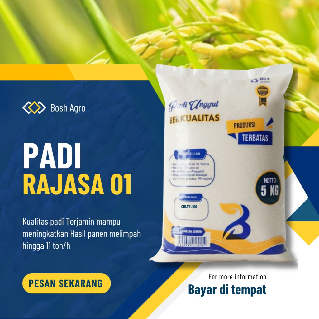 Benih padi Rajasa 01 kemasan 5kg
