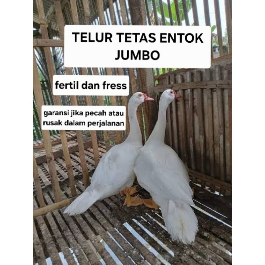 (PRODUK POPULER TERLARIS) Telur Tetas entok jumbo fertil untuk ditetaskan indukan berkualitas dan ba