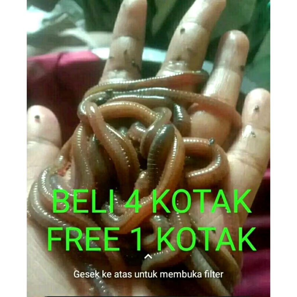 TERMURAH CACING LAUT SUPER AMIS ISI 20 EKOR / UMPAN MANCING GALATAMA