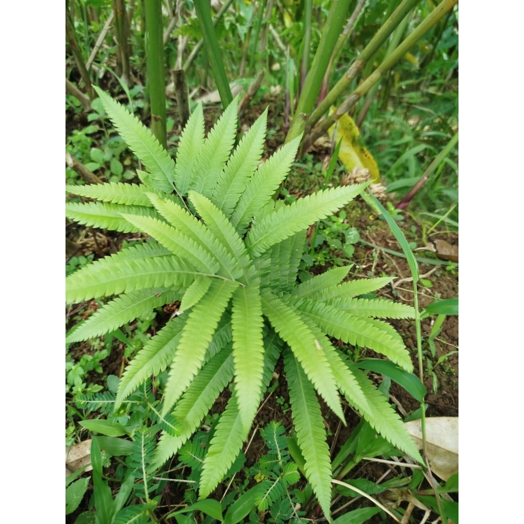 tanaman hias pakis langka hidup