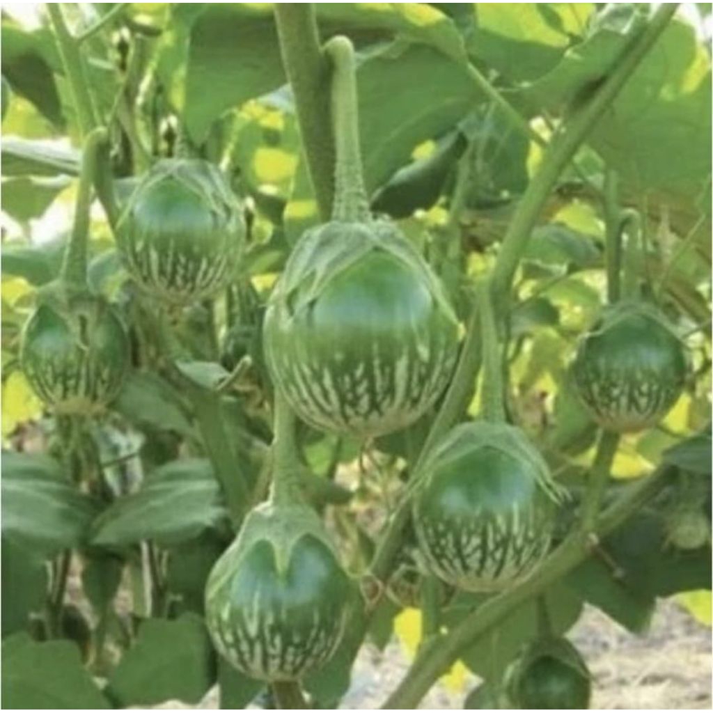 Pohon Terong Hijau / Terong Lalap Bibit Tananaman Pohon Terong Hijau