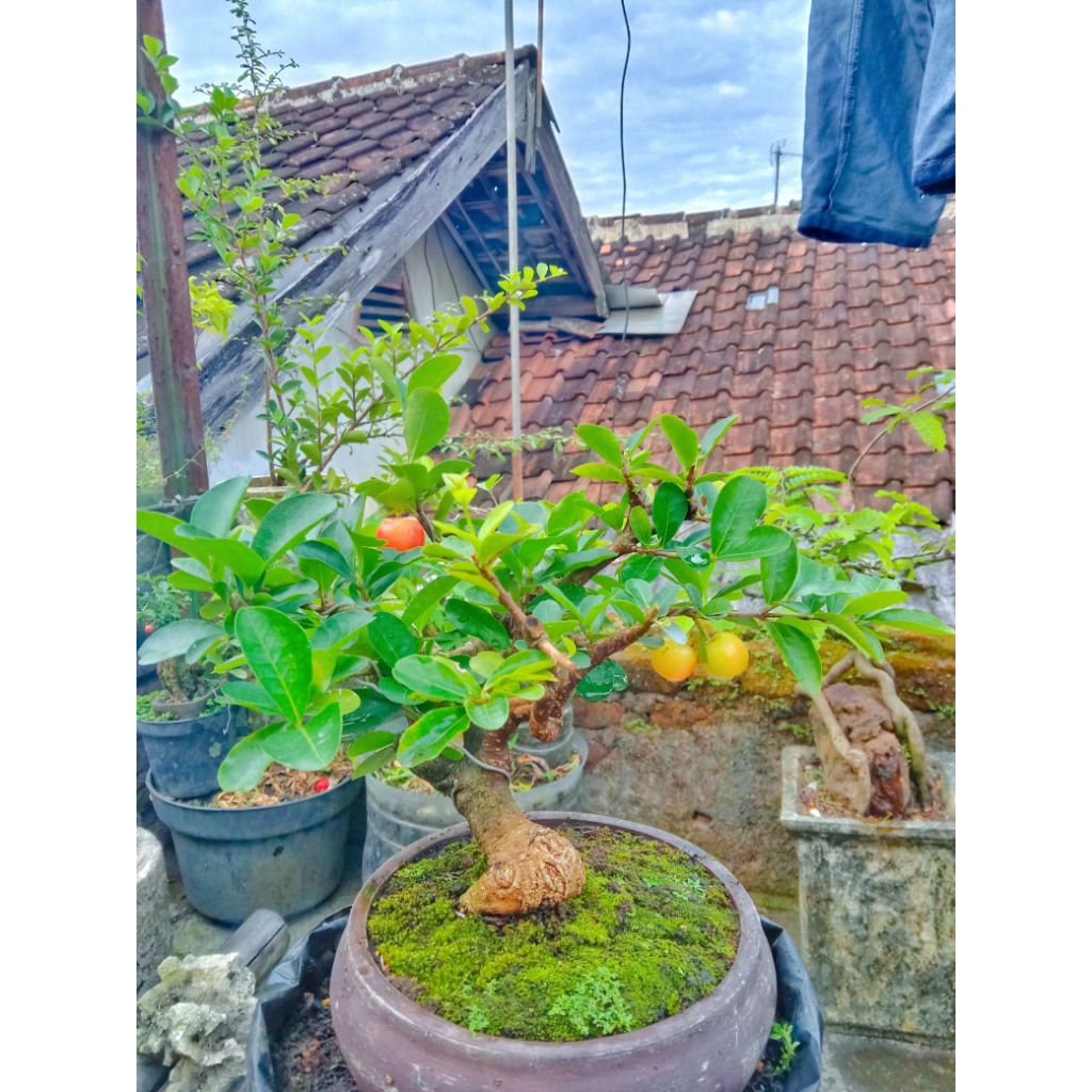 bahan bonsai sianci