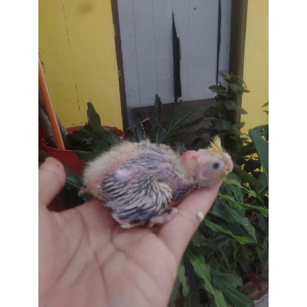 BURUNG FALK PARKIT AUSTRALIA