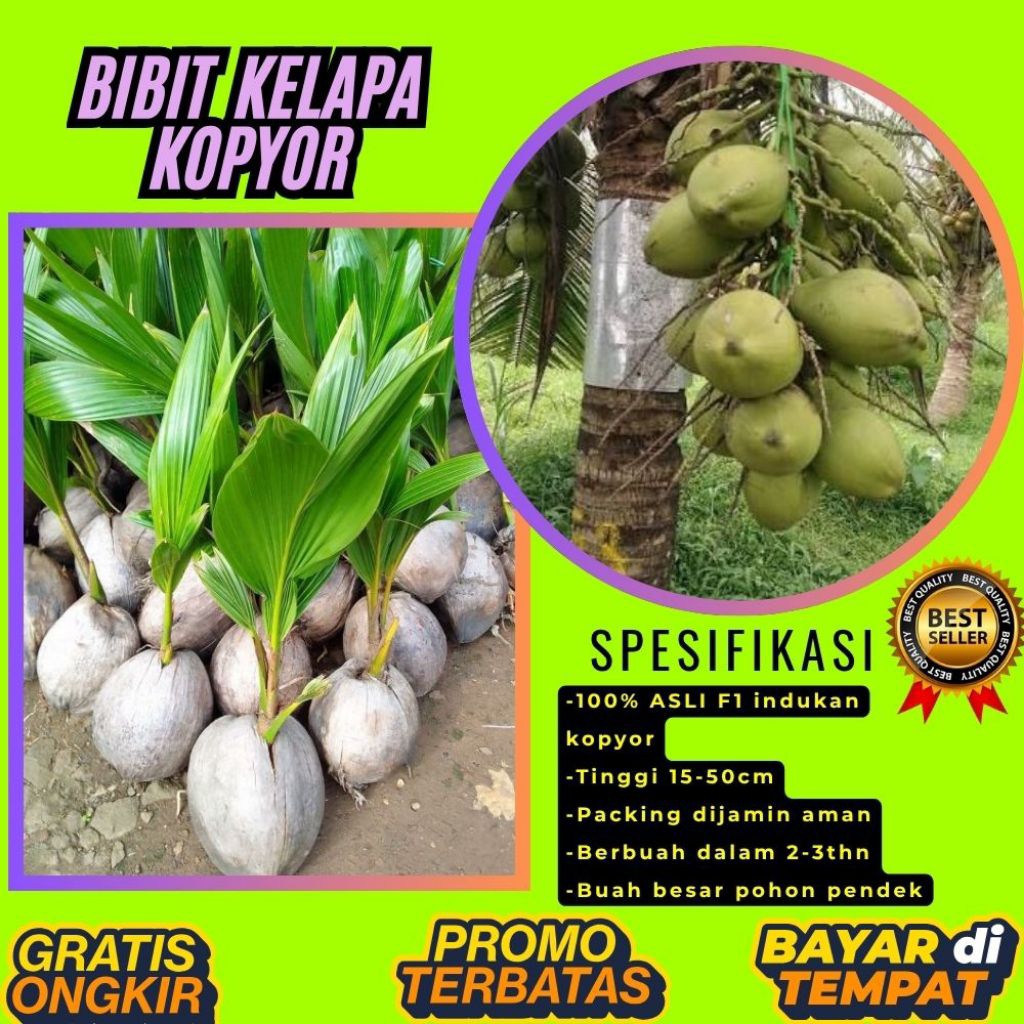 DIJAMIN ASLI  Pohon Kelapa Kopyor Kultur Jaringan