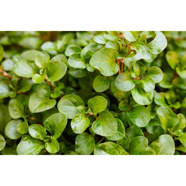 ADA BONUS - Bibit Selada Air