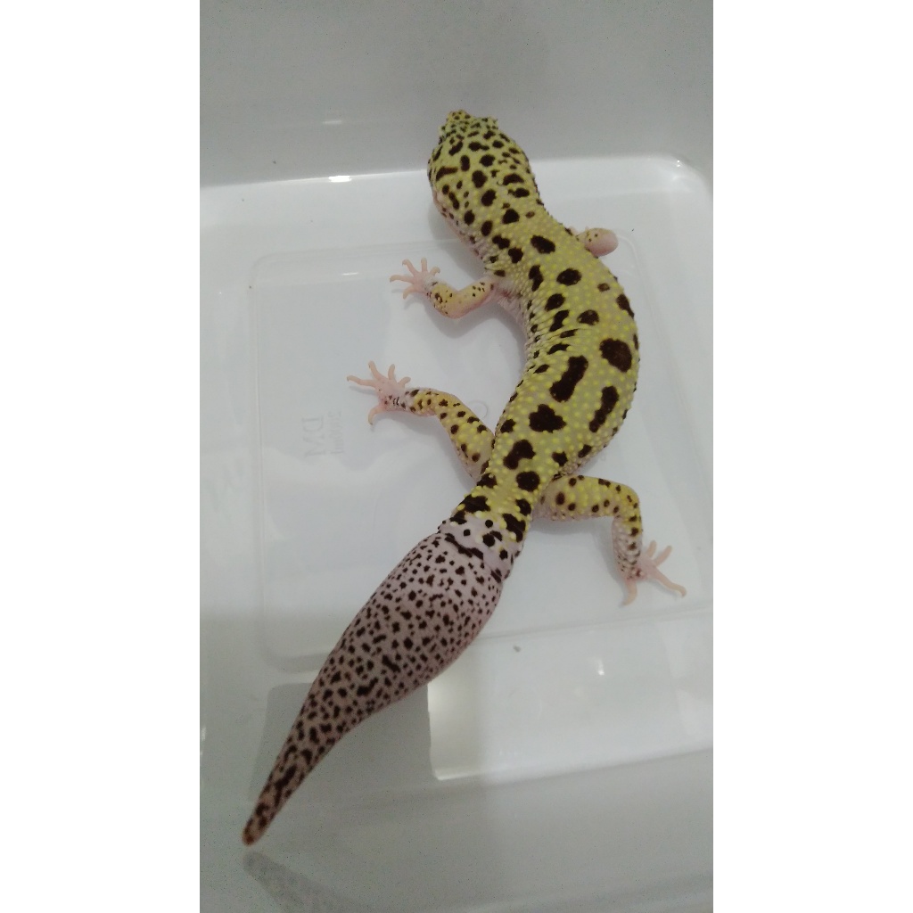 Mainan Gecko Jungle Macksnow Eclipse