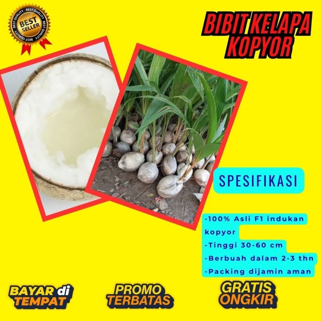 KUALITAS TERBAIK  Bibit Kelapa Kopyor Kultur Jaringan