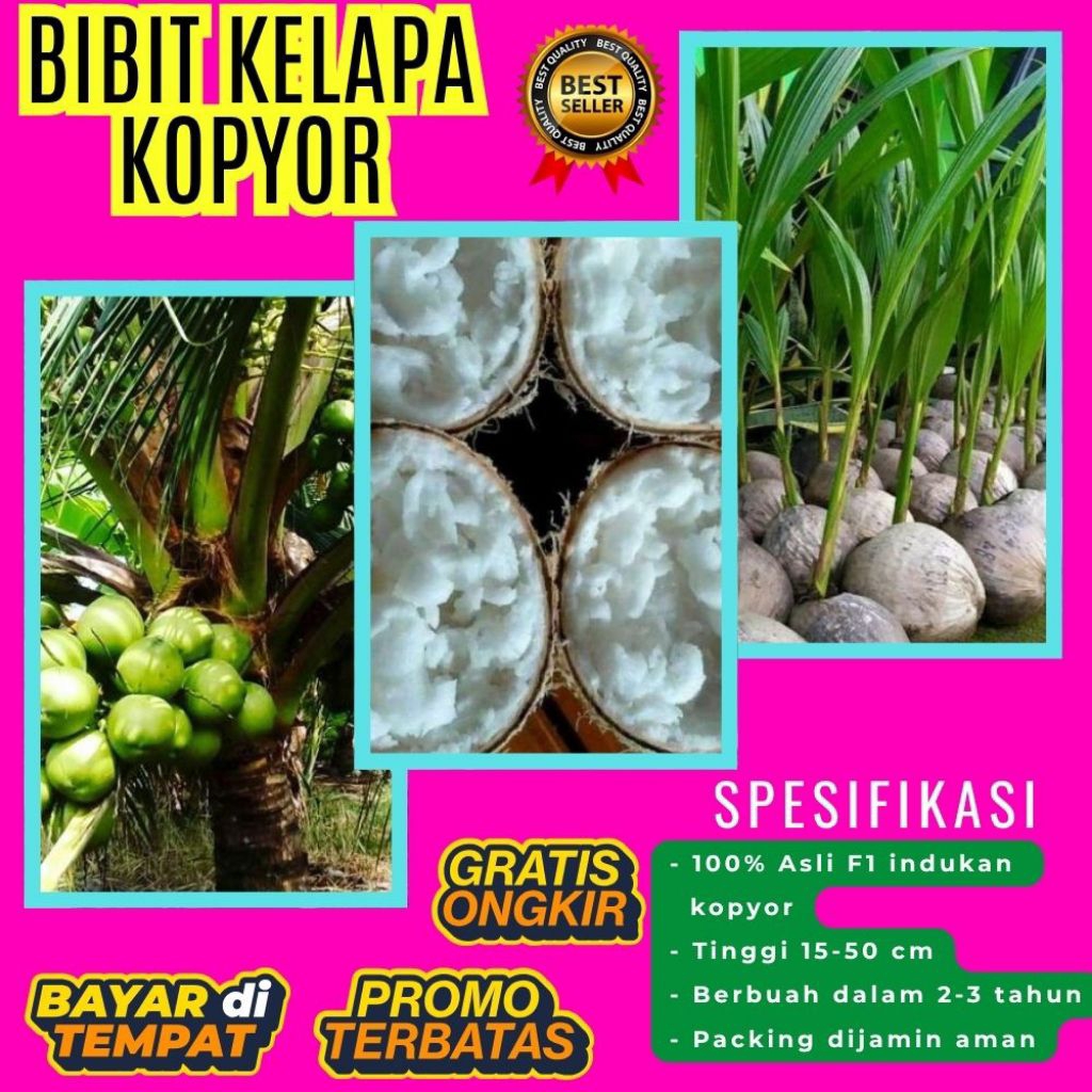 TERPERCAYA  Bibit Kelapa Kopyor Trubus