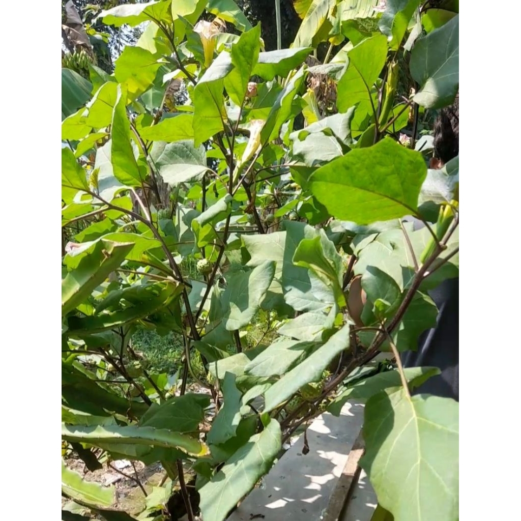 3 BIJI BUAH KECUBUNG WULUNG