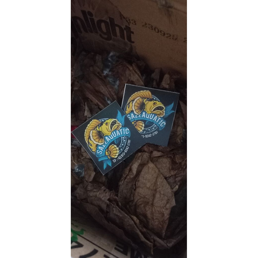 Co channa blue bengal 8-10cm bahanan pogress