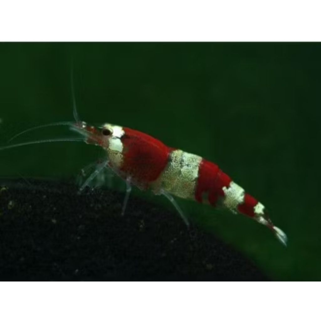 udang hias aquascape red bee isi 5 ekor