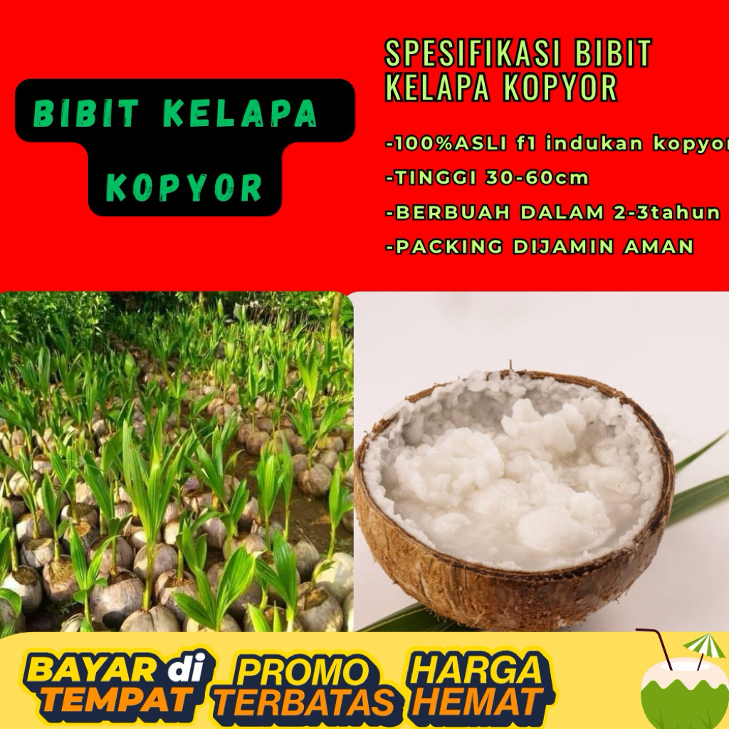 POHON PENDEK  Bibit Kelapa Kopyor Harga, Bibit Kelapa Kopyor Jelly, Bibit Kelapa Kopyor Jelly Thaila