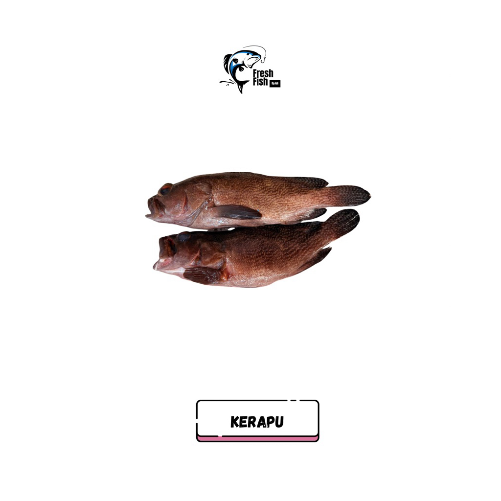 ikan kerapu fresh/frozen bisa untuk bakaran