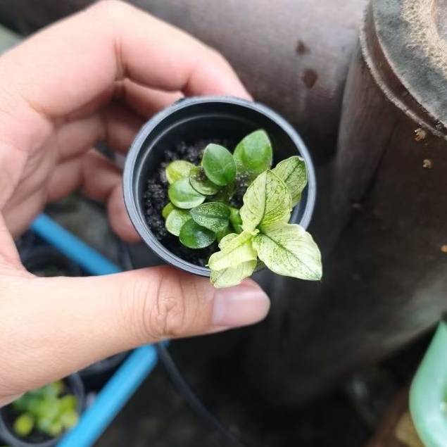 Anubias tanaman air Pinto, Nana, petite