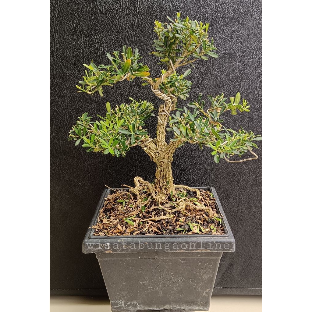 tanaman hias bonsai boksus/buxus