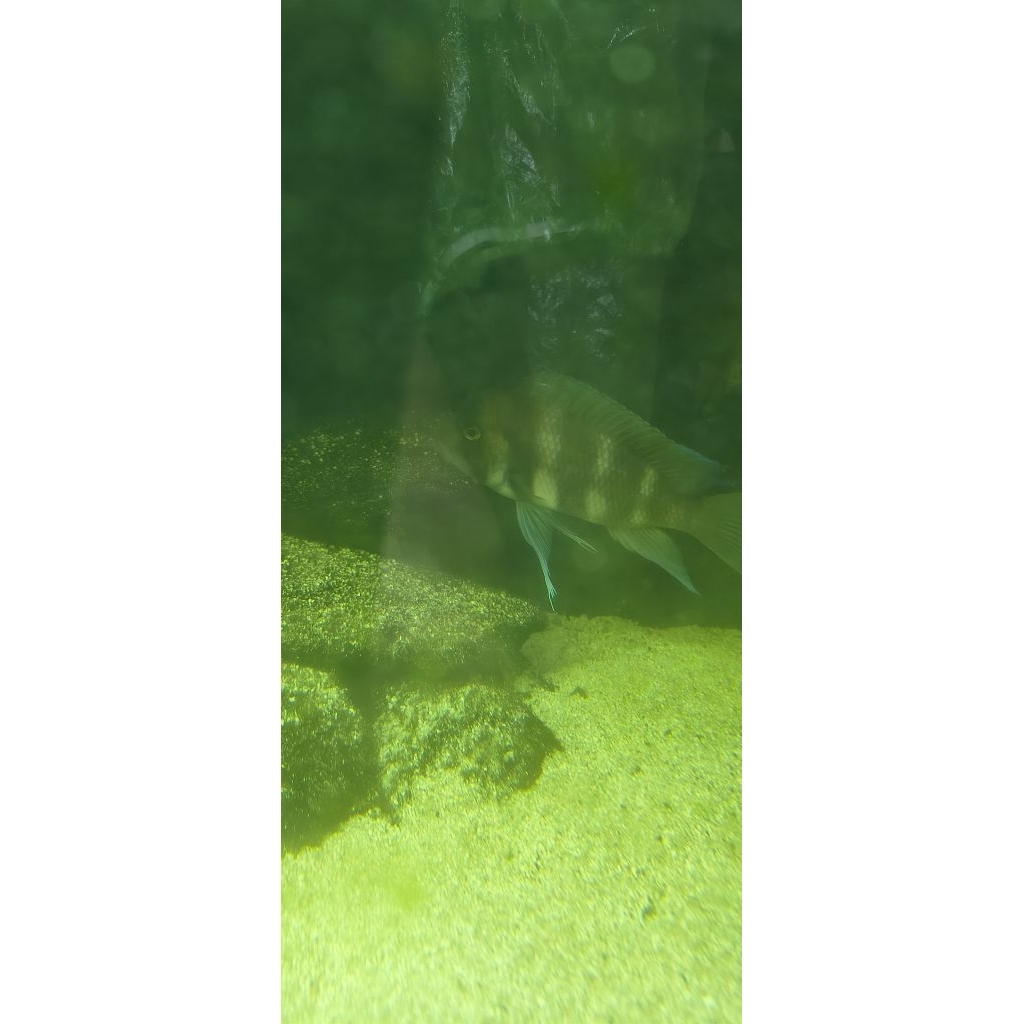 ikan Mujaer Nila Indukan