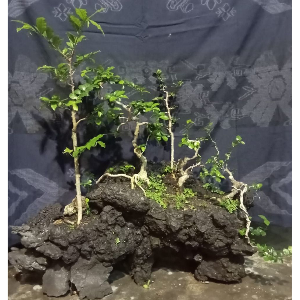 bonsai serut penjing