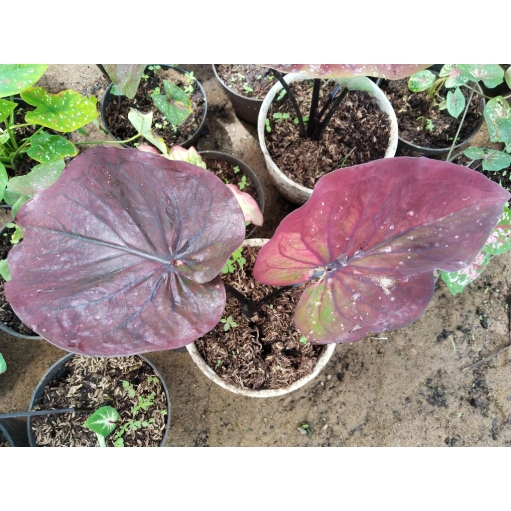 caladium keladi hias import