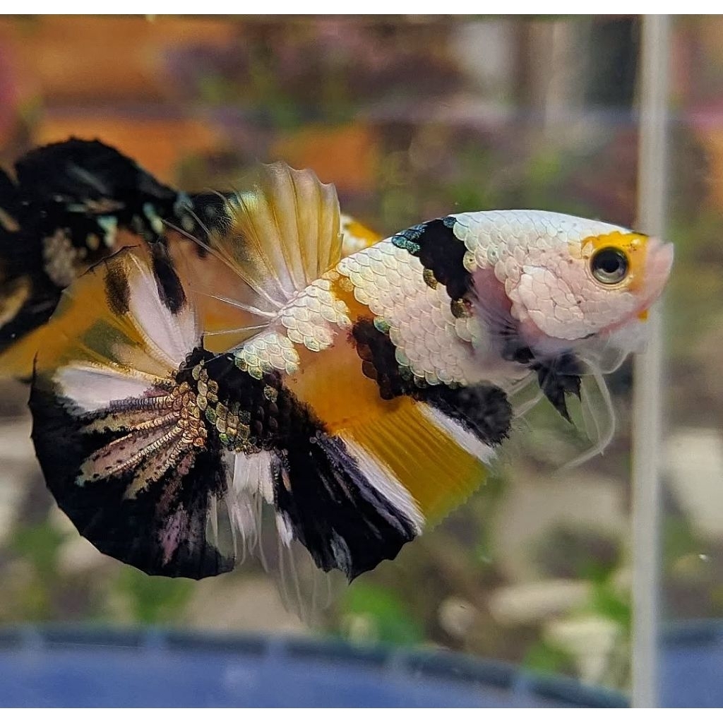 yellow koi copper jantan Cupang bagus ykc