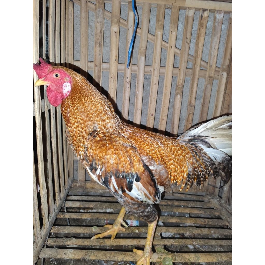 Ayam Kampung Jantan Ayam Jago Daging Segar