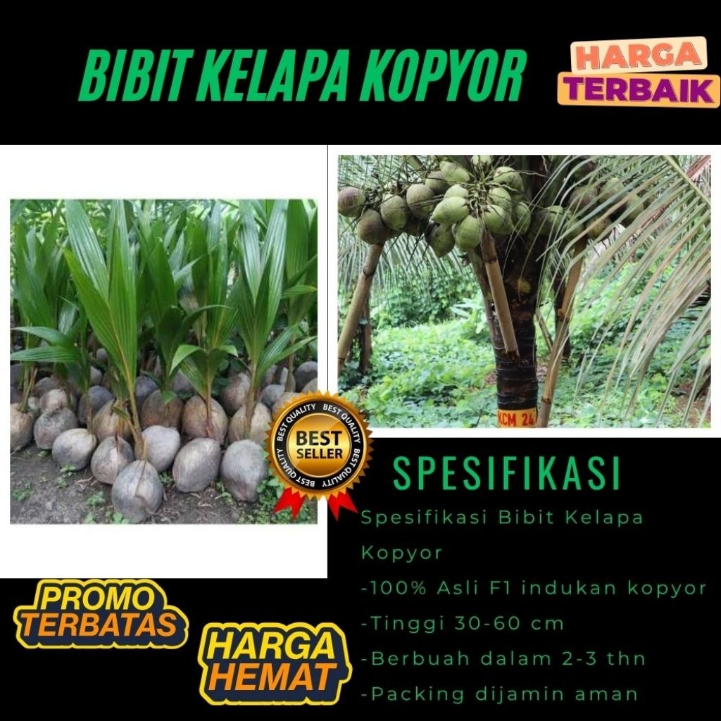 KUALITAS UNGGULAN  Bibit Kelapa Kopyor Madu, Bibit Kelapa Kopyor Super, Bibit Kelapa Kopyor Terdekat