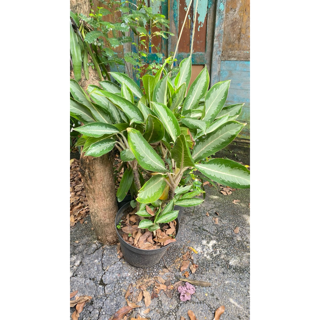 Bunga Aglonema Diven Silver Dewasa/Rumpunan