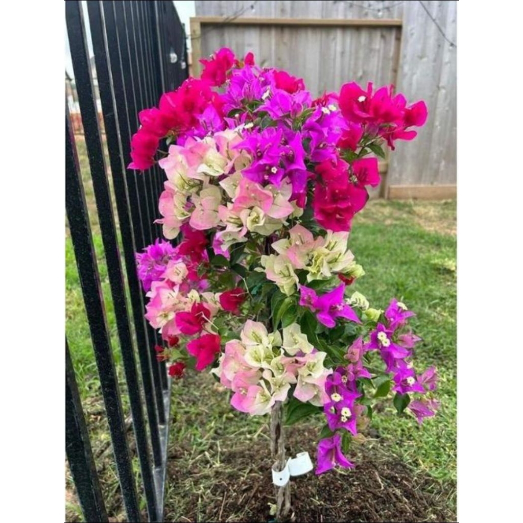 Tanaman Hias Bugenvil Bunga Kertas - Tanaman Bugenvil Import - Bunga Bugenvil - Bunga Hias Bougenvil